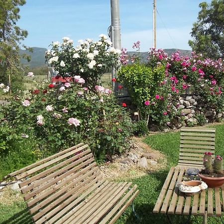Bed and Breakfast Il Vecchioliveto Di Ornella Marrubiu Номер фото